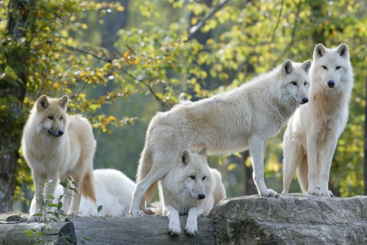 loups-blancs